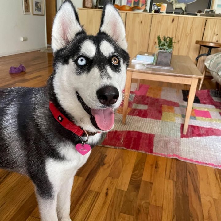 Bonita 1