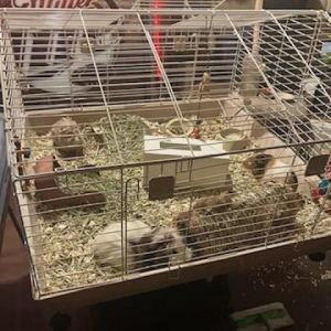Chewy, Yoda, and Luke, Adult Male Guinea Pig