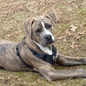 Brindle 1