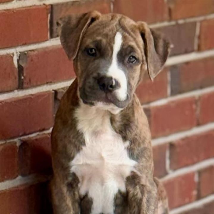 Brindle 2