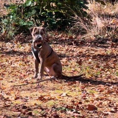 Brindle 4