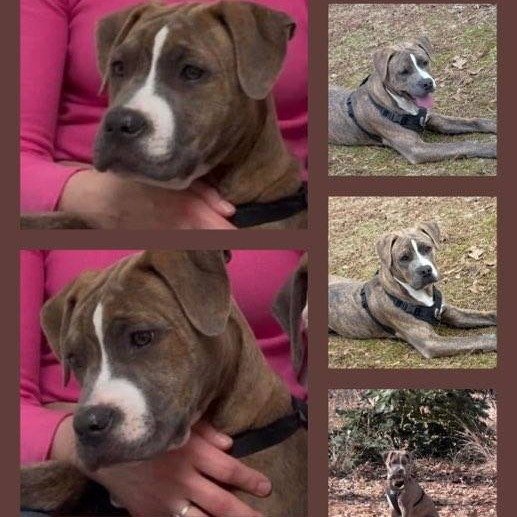 Brindle 5