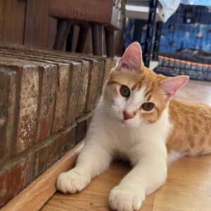 Fred, Adult Male Domestic Short Hair
