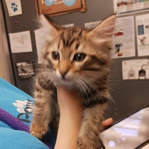 Penny, Adult Male Domestic Medium Hair
