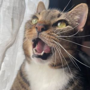 Kitt, Senior Female Domestic Short Hair