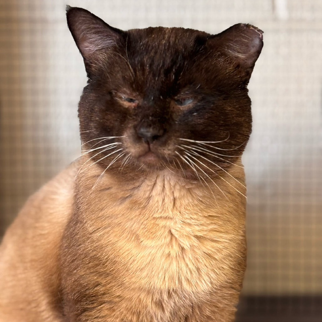 Meatball, an adoptable Siamese in Midland, TX, 79701 | Photo Image 1