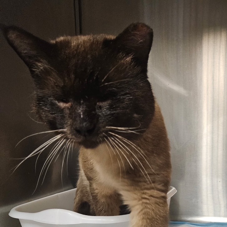 Meatball, an adoptable Siamese in Midland, TX, 79701 | Photo Image 2