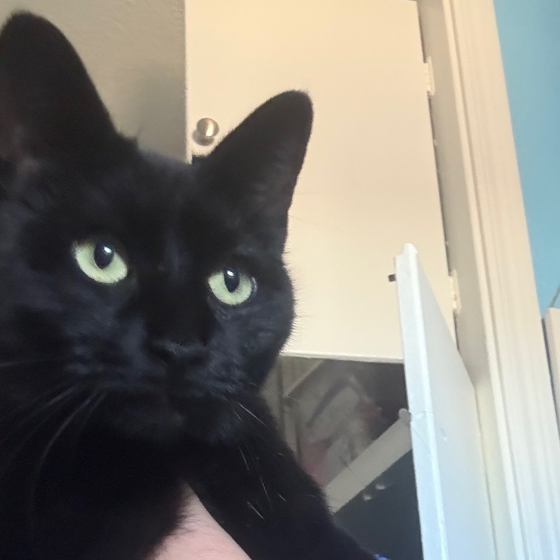 Harper, an adoptable Domestic Short Hair in Midland, TX, 79701 | Photo Image 1