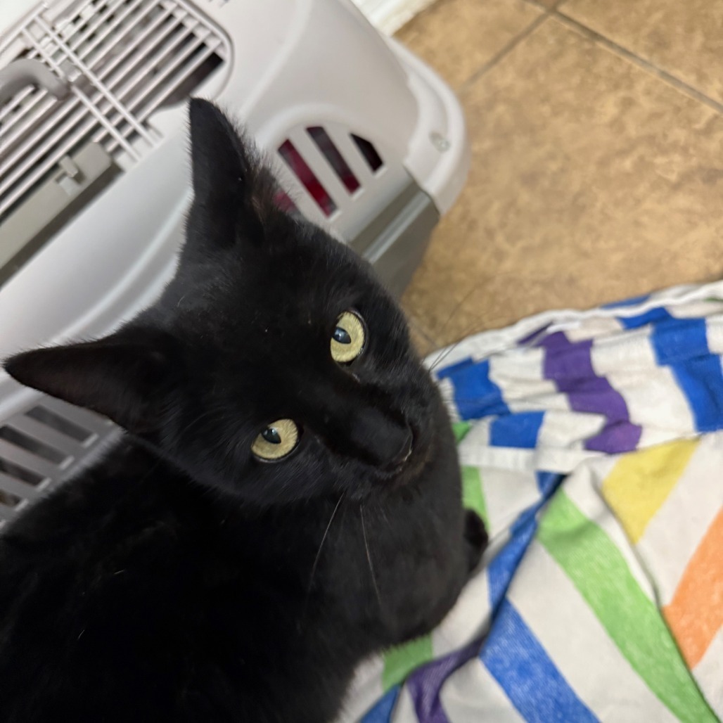 Harper, an adoptable Domestic Short Hair in Midland, TX, 79701 | Photo Image 2