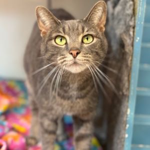 Carrie Underwood, Adult Female Domestic Short Hair