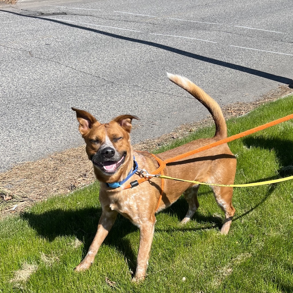 Doogie
