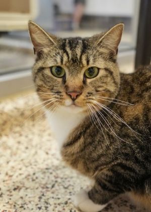 Oconee is a calm easygoing cat who enjoys attention and gets along well with other cats Hes espec