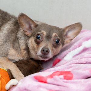 I just arrived at Animal Haven Please check back soon for more info about me