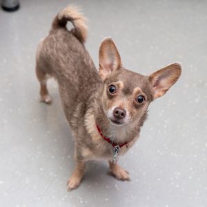 I just arrived at Animal Haven Please check back soon for more info about me