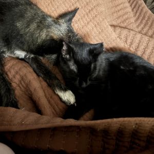 Meet Monty aka Toothless the former dont-come-near-me kitten whos now a certified snuggle mon