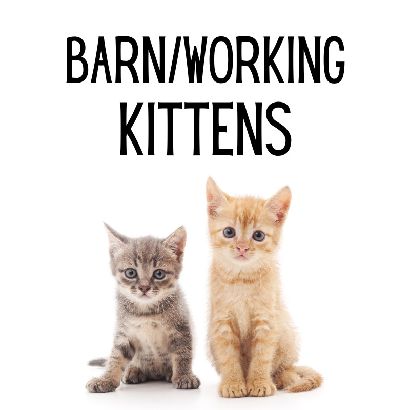 Barn/Working Cats, an adoptable Domestic Short Hair, Domestic Medium Hair in Glenwood Springs, CO, 81601 | Photo Image 1