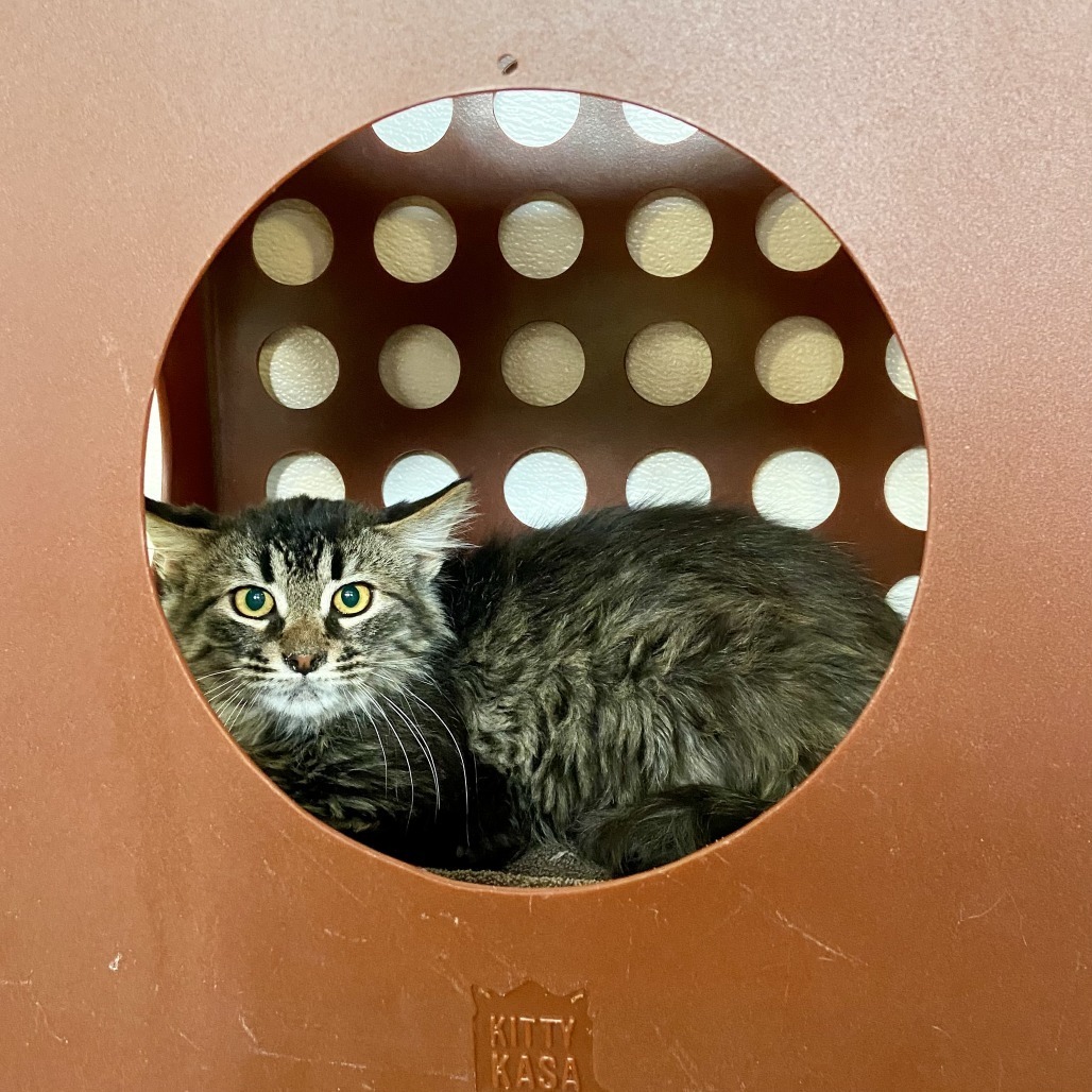 Barn/Working Cats, an adoptable Domestic Short Hair, Domestic Medium Hair in Glenwood Springs, CO, 81601 | Photo Image 2