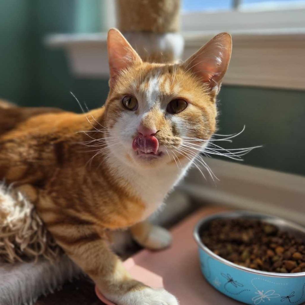 Cheeto