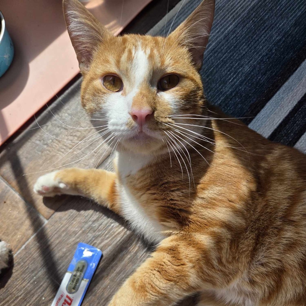 Cheeto