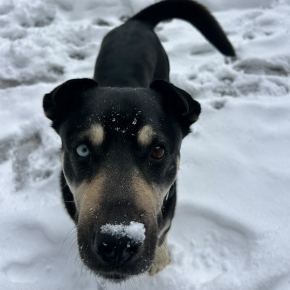 Chomper- Loves Female Dogs & Potty Trained!