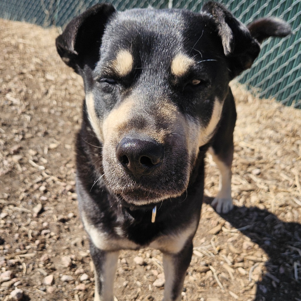 Chomper- Loves Female Dogs & Potty Trained!