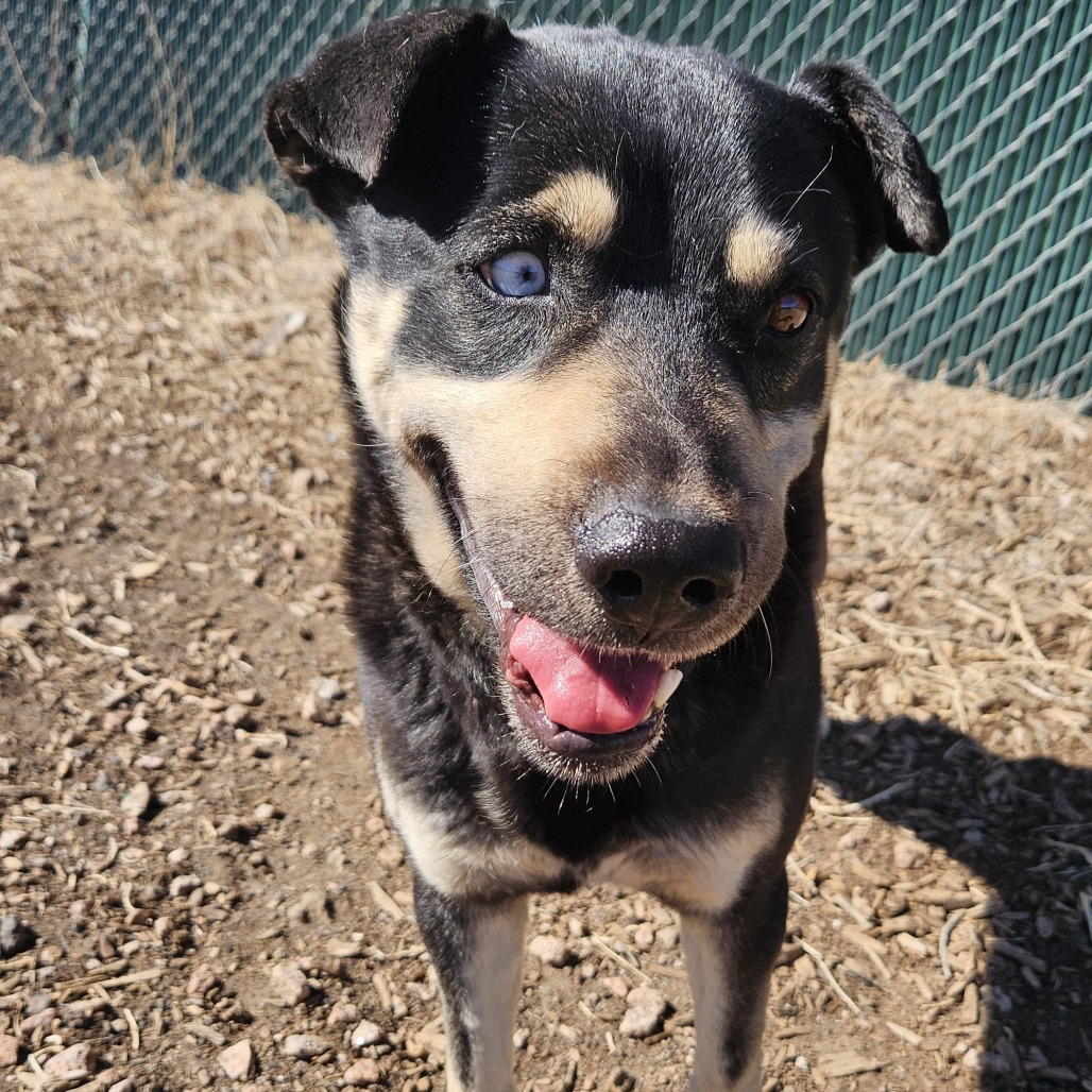 Chomper- Loves Female Dogs & Potty Trained!