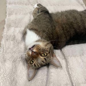 Louis, Senior Male Domestic Short Hair