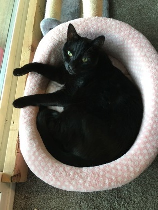 Moon, an adoptable Domestic Short Hair in Everett, WA, 98201 | Photo Image 1