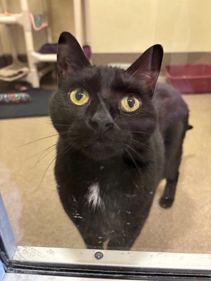 Moon, an adoptable Domestic Short Hair in Everett, WA, 98201 | Photo Image 2