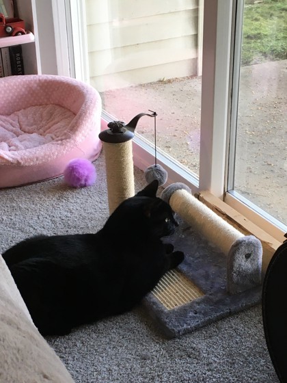 Moon, an adoptable Domestic Short Hair in Everett, WA, 98201 | Photo Image 3