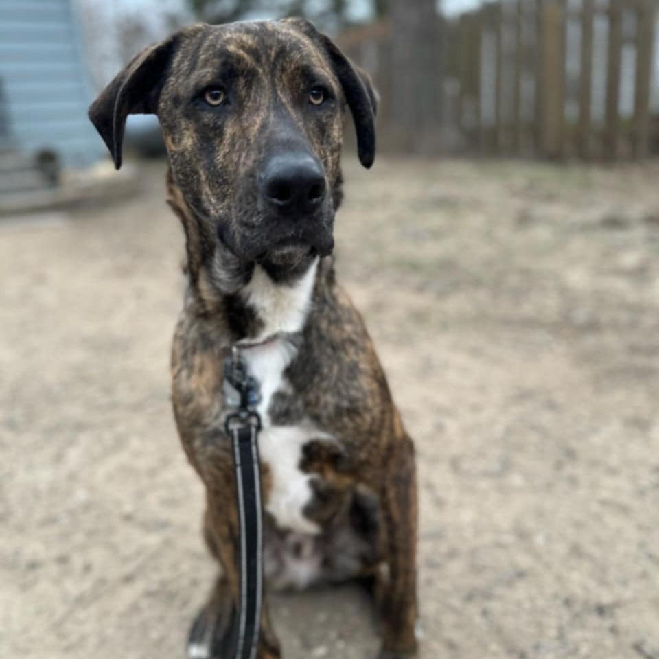 Milo (Teddy), an adoptable Catahoula Leopard Dog, Plott Hound in Wadena, MN, 56482 | Photo Image 1