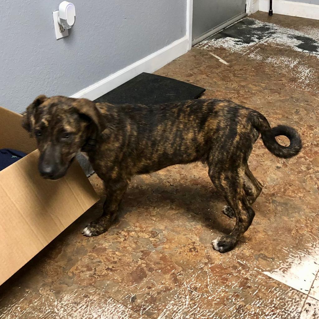 Milo (Teddy), an adoptable Catahoula Leopard Dog, Plott Hound in Wadena, MN, 56482 | Photo Image 2