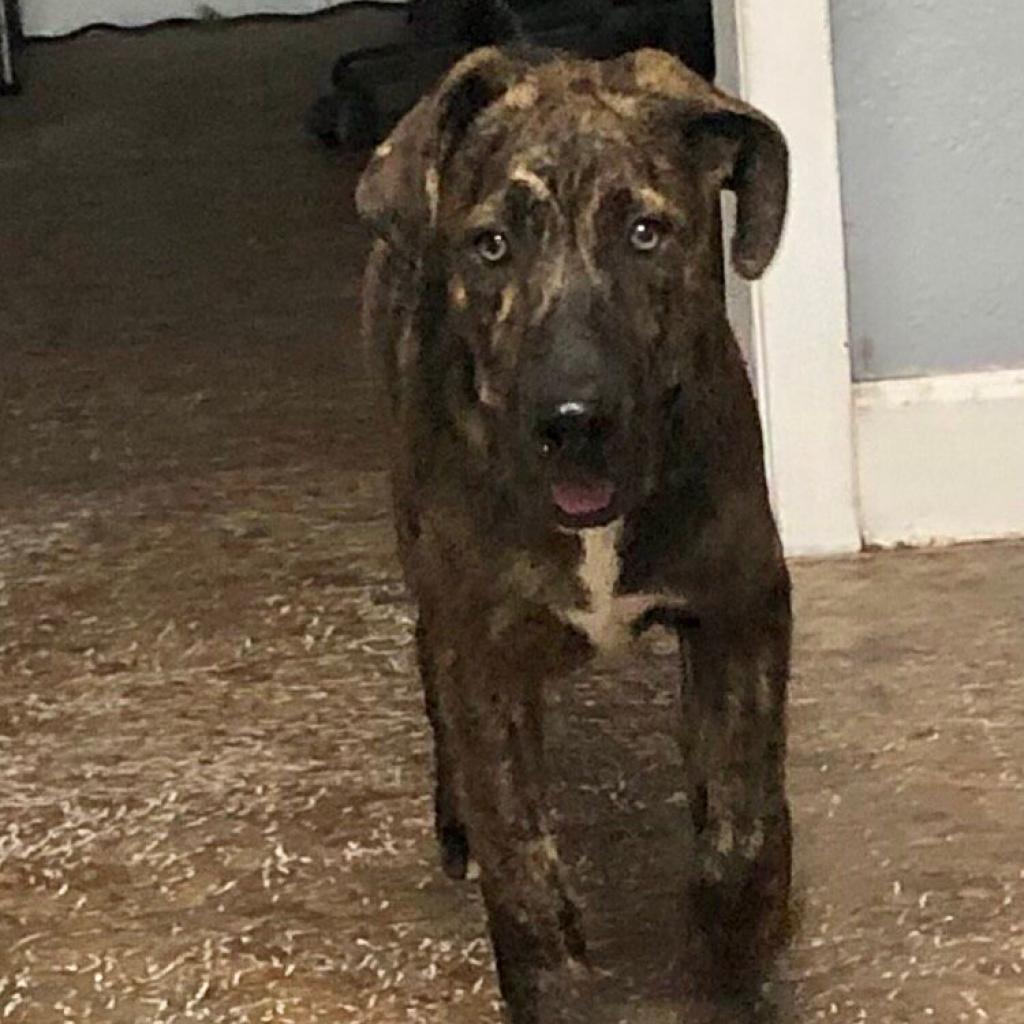 Milo (Teddy), an adoptable Catahoula Leopard Dog, Plott Hound in Wadena, MN, 56482 | Photo Image 3