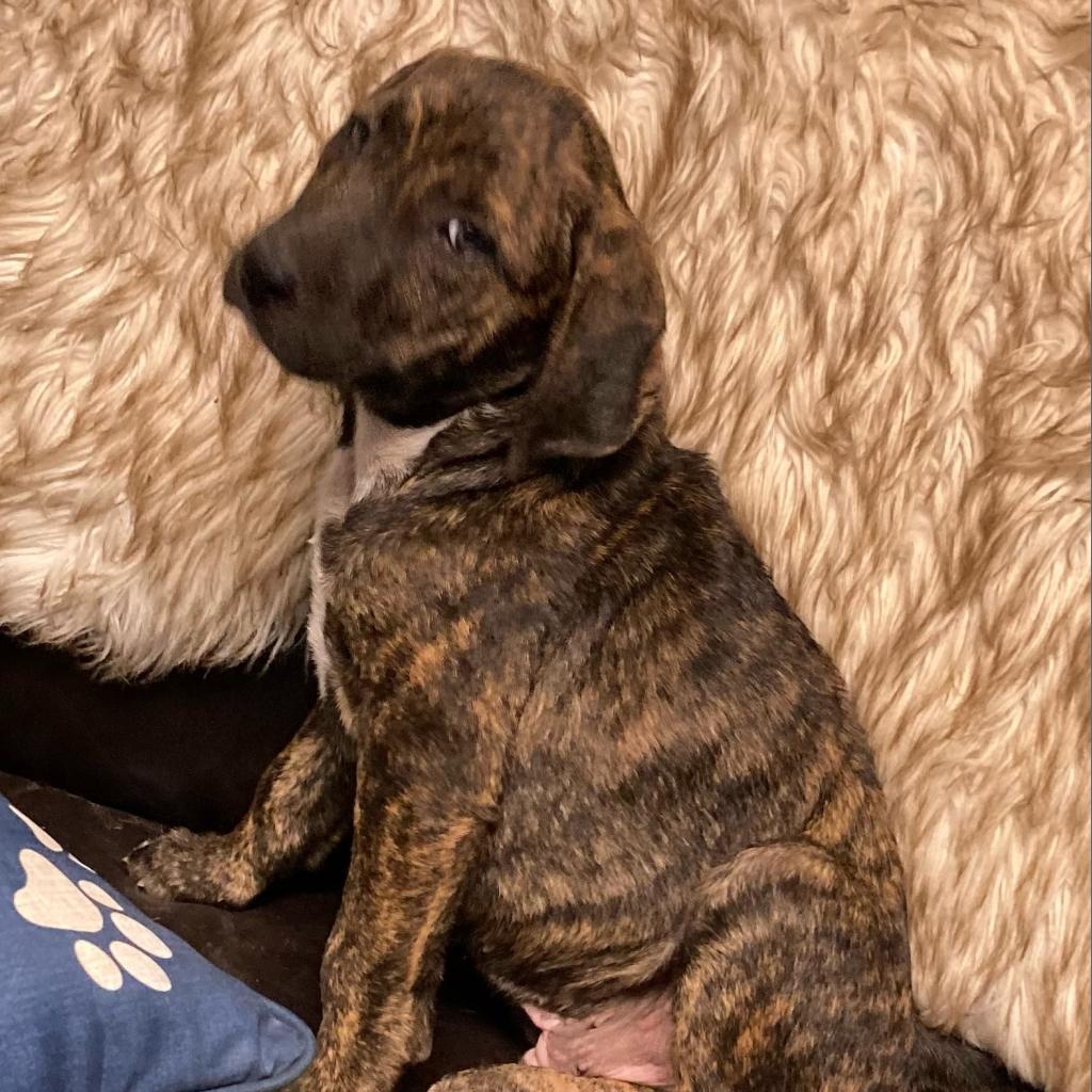 Milo (Teddy)