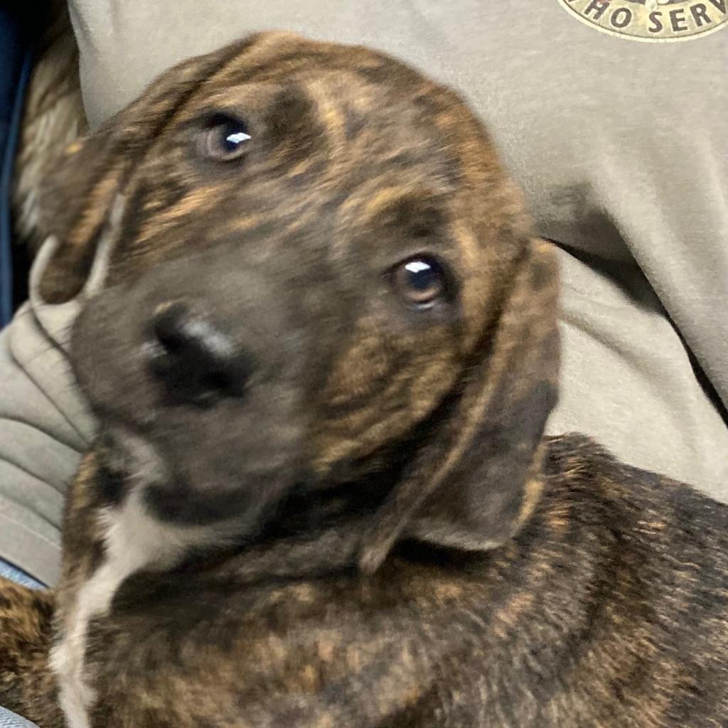 Milo (Teddy), an adoptable Catahoula Leopard Dog, Plott Hound in Wadena, MN, 56482 | Photo Image 5
