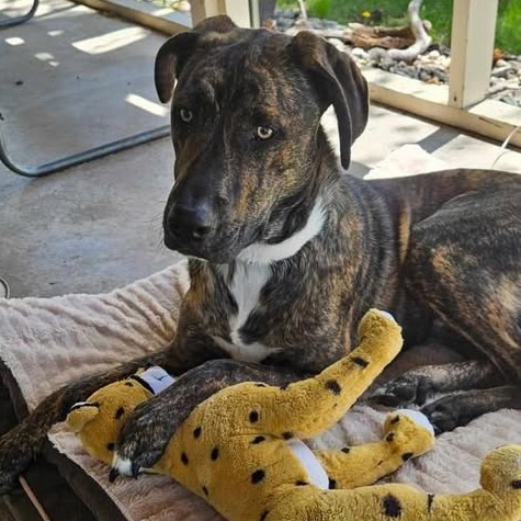 Milo (Teddy)