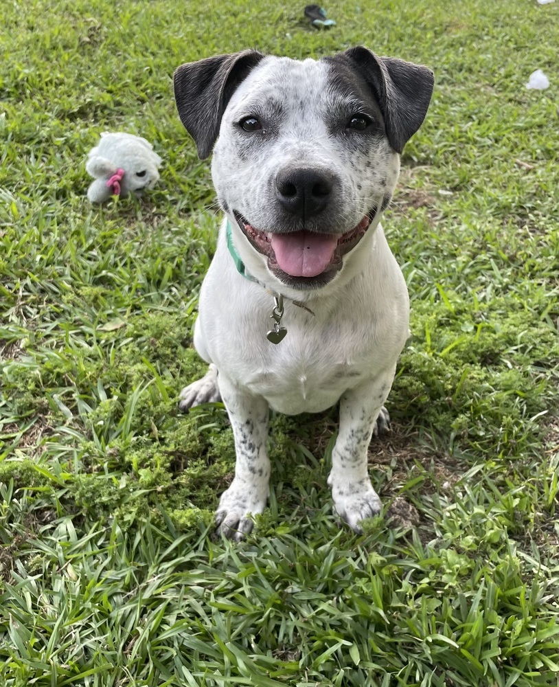 Julianna "JuJu" #A-137226, an adoptable Cattle Dog, Pit Bull Terrier in Dartmouth, NS, B3A 3L4 | Photo Image 1