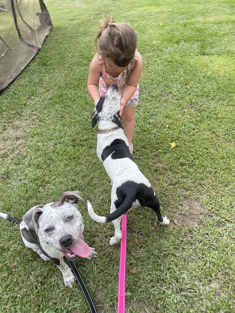Julianna "JuJu" #A-137226, an adoptable Cattle Dog, Pit Bull Terrier in Dartmouth, NS, B3A 3L4 | Photo Image 2