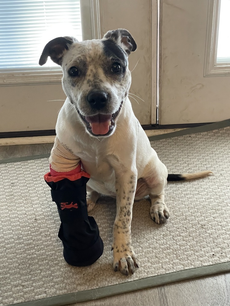 Julianna "JuJu" #A-137226, an adoptable Cattle Dog, Pit Bull Terrier in Dartmouth, NS, B3A 3L4 | Photo Image 4