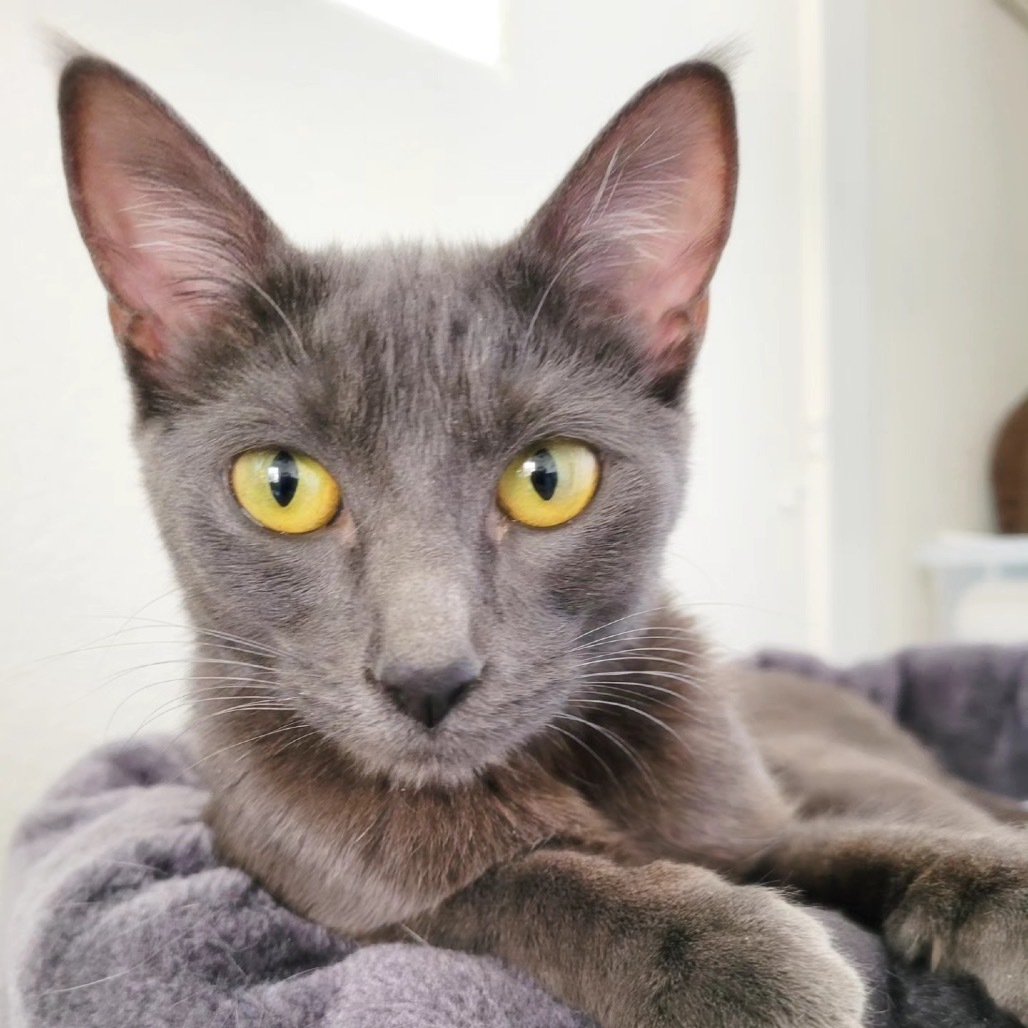 Kiwi, an adoptable Domestic Short Hair in Las Vegas, NV, 89122 | Photo Image 1