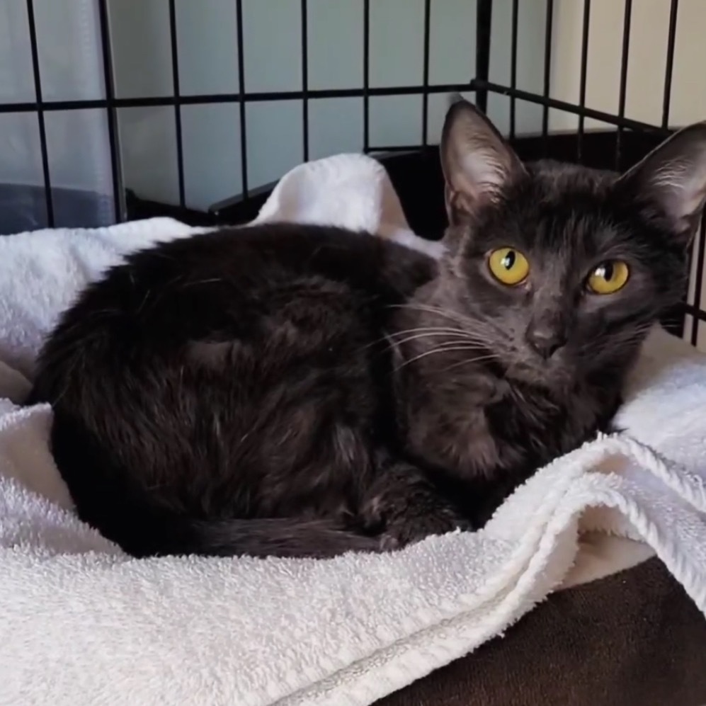 Kiwi, an adoptable Domestic Short Hair in Las Vegas, NV, 89122 | Photo Image 2
