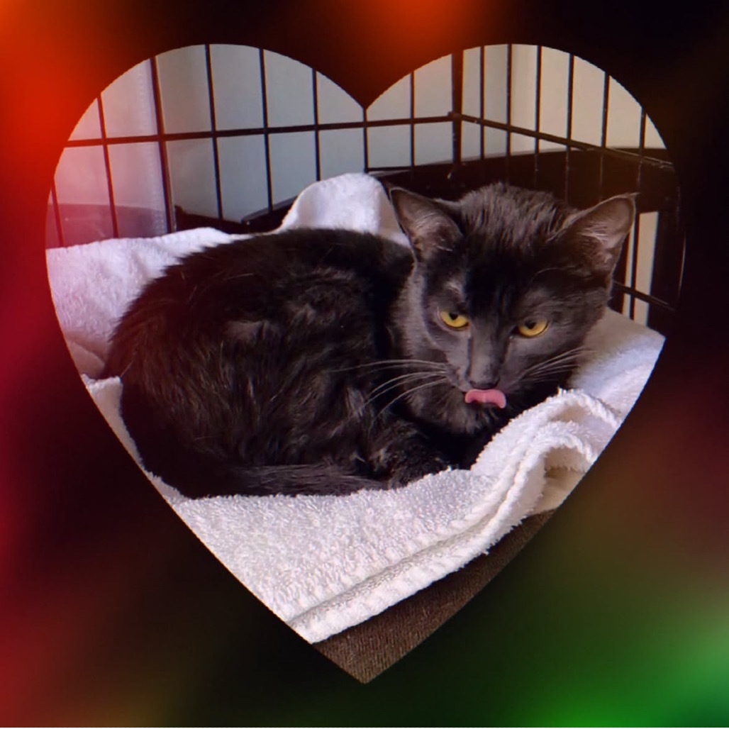 Kiwi, an adoptable Domestic Short Hair in Las Vegas, NV, 89122 | Photo Image 3