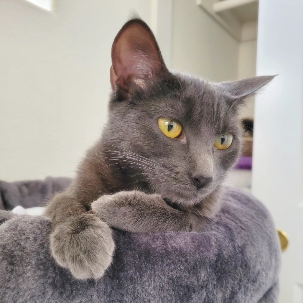 Kiwi, an adoptable Domestic Short Hair in Las Vegas, NV, 89122 | Photo Image 4
