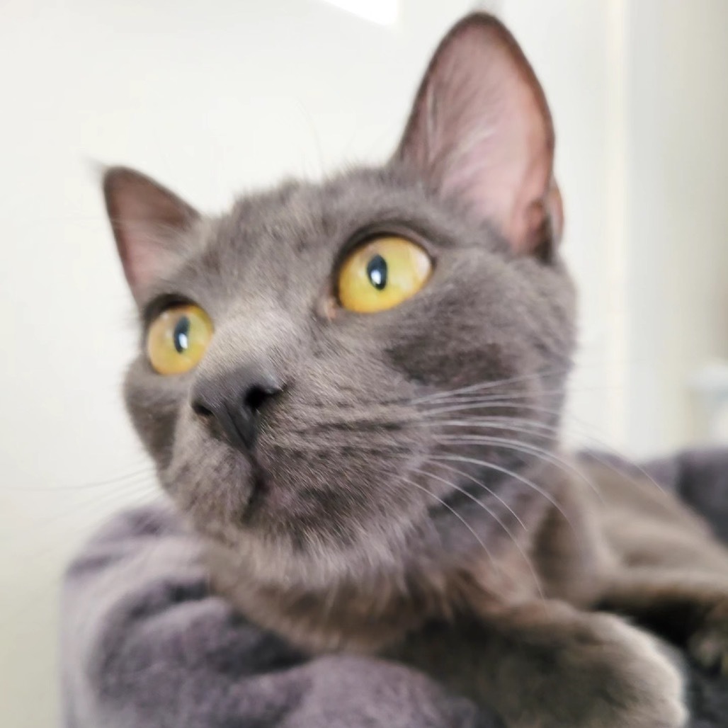 Kiwi, an adoptable Domestic Short Hair in Las Vegas, NV, 89122 | Photo Image 5