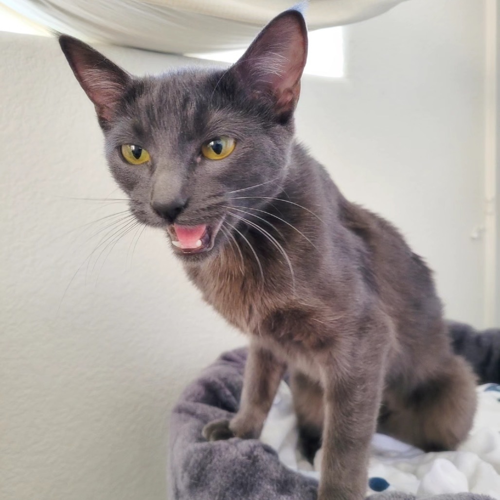 Kiwi, an adoptable Domestic Short Hair in Las Vegas, NV, 89122 | Photo Image 6