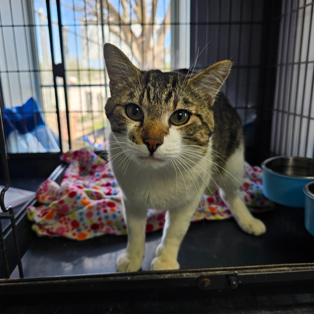 Miau Miau, an adoptable Domestic Short Hair in Duncan, OK, 73533 | Photo Image 1