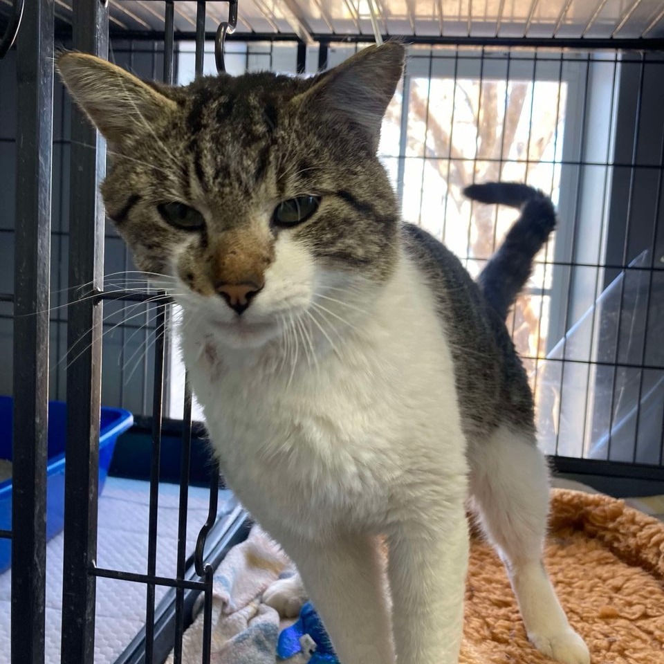 Miau Miau, an adoptable Domestic Short Hair in Duncan, OK, 73533 | Photo Image 2