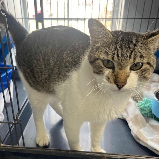 Miau Miau, an adoptable Domestic Short Hair in Duncan, OK, 73533 | Photo Image 3