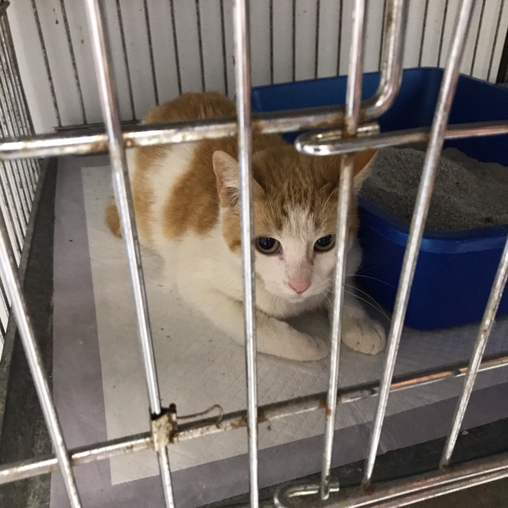 Goldie, an adoptable Domestic Short Hair in Duncan, OK, 73533 | Photo Image 2