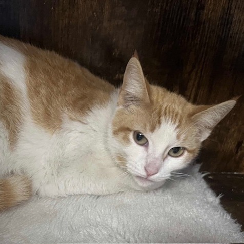 Goldie, an adoptable Domestic Short Hair in Duncan, OK, 73533 | Photo Image 3